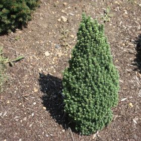 Törpe cukorsüvegfenyő -  Picea glauca 'Piccolo'