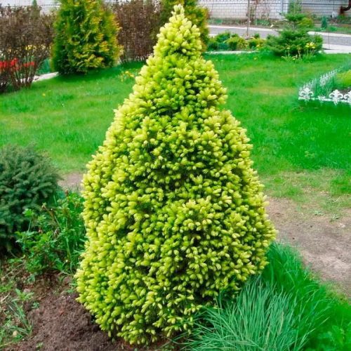 Sárga cukorsüvegfenyő - Picea glauca ‘Rainbow’s End’ 