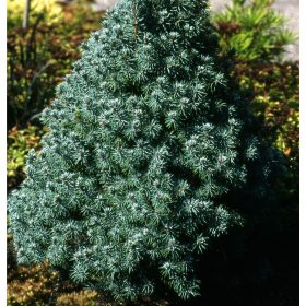 Kék cukorsüvegfenyő -  Picea glauca ‘Sander’s Blue’