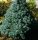 Kék cukorsüvegfenyő -  Picea glauca ‘Sander’s Blue’