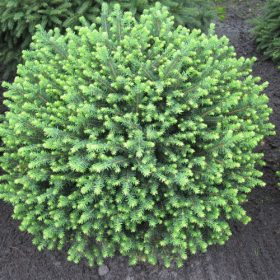 Törpe lucfenyő -   Picea omorika ‘Karel’