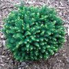 Törpe lucfenyő -   Picea omorika ‘Karel’