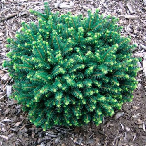 Törpe lucfenyő -   Picea omorika ‘Karel’