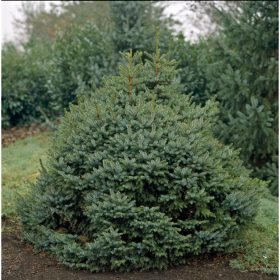 Törpe szerbluc -   Picea omorika 'Nana'