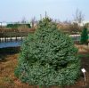 Törpe szerbluc -   Picea omorika 'Nana'