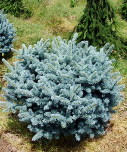 Gömb ezüstfenyő - Picea pungens 'Glauca globosa'
