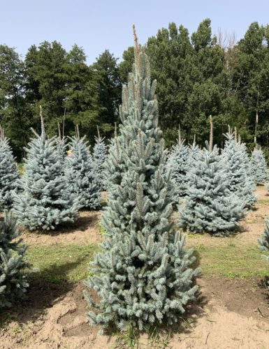 Oszlopos ezüstfenyő - Picea pungens 'Iseli Fastigiata'