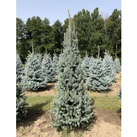   Oszlopos ezüstfenyő - Picea pungens 'Iseli Fastigiata'