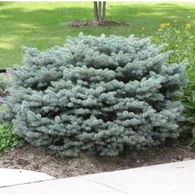 Törpe ezüstfenyő - Picea pungens 'Ökrös'