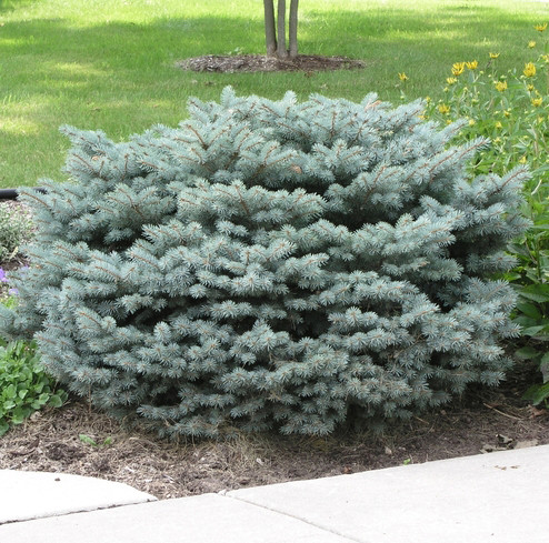 Törpe ezüstfenyő - Picea pungens 'Ökrös'