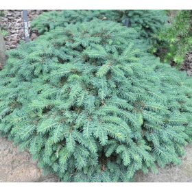 Törpe gömb ezüstfenyő - Picea pungens 'Sonia' 