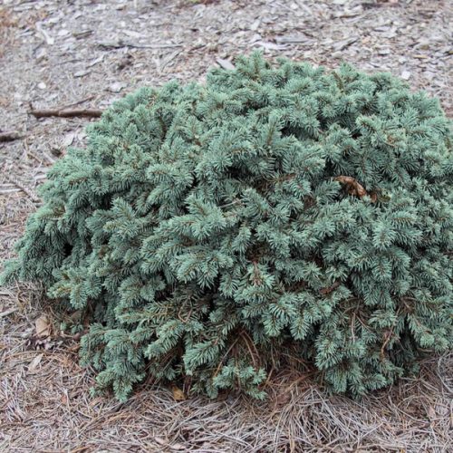 Törpe ezüstfenyő -  Picea pungens ‘Waldbrunn’
