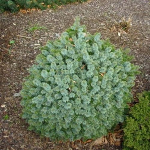 Törpe szitka lucfenyő - Picea sitchensis 'Tenas' 