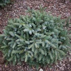 Törpe gömb lucfenyő - Picea mariorica 'Machala'