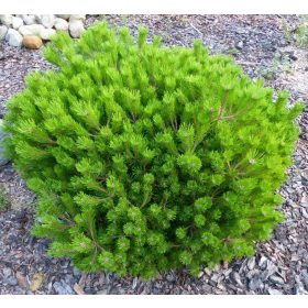   Törpe japán erdeifenyő - Pinus densiflora 'Low Glow'
