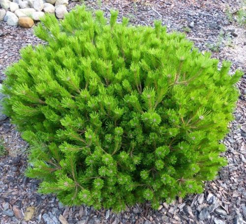 Törpe japán erdeifenyő - Pinus densiflora 'Low Glow'