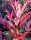 Korallberkenye 'Red Select’ fajta - Photinia x fraserii 'Red Select’