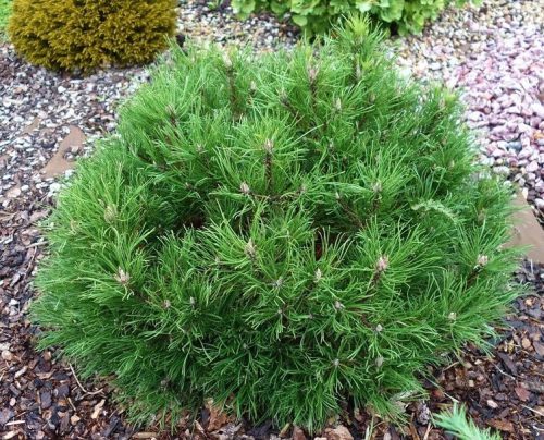 Havasi törpefenyő - Pinus mugo 'Hesse'