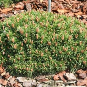 Törpefenyő - Pinus mugo Paradekissen