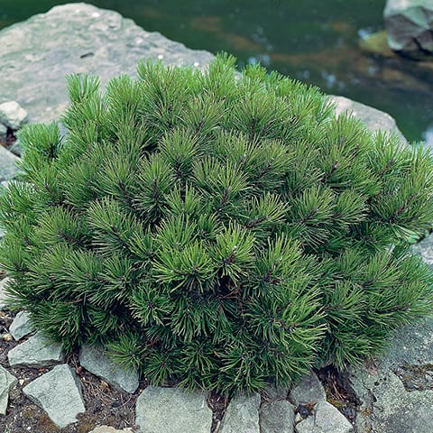 Havasi törpefenyő - Pinus mugo 'Pici'