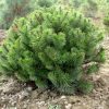 Havasi törpefenyő - Pinus mugo var. Mughus