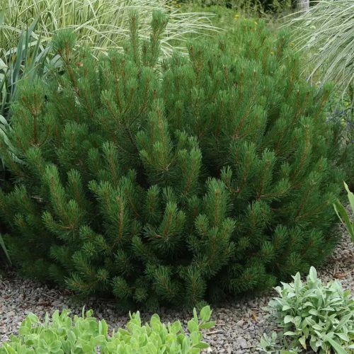 Havasi törpefenyő - Pinus mugo var. Mughus