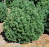 Havasi törpefenyő - Pinus mugo var. Pumilio