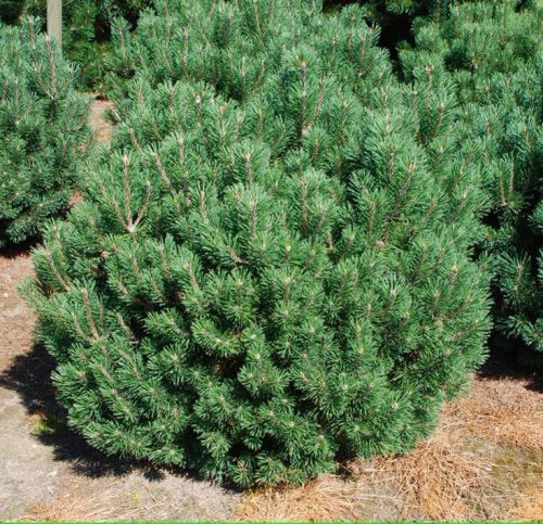 Havasi törpefenyő - Pinus mugo var. Pumilio