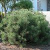 Havasi törpefenyő - Pinus mugo var. Pumilio