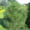 Tűpamacsos havasi törpefenyő - Pinus mugo 'Varella'