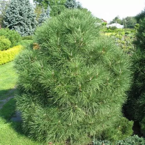 Tűpamacsos havasi törpefenyő - Pinus mugo 'Varella'