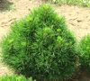 Tűpamacsos havasi törpefenyő - Pinus mugo 'Varella'