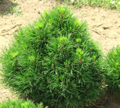 Tűpamacsos havasi törpefenyő - Pinus mugo 'Varella'