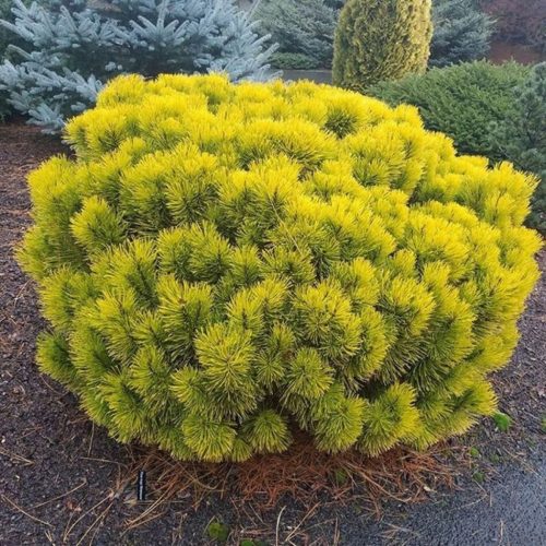 Aranylombú havasi törpefenyő - Pinus mugo 'Winter Gold'