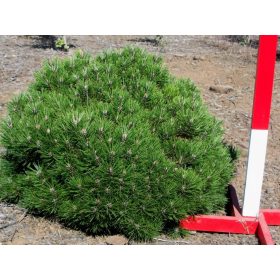 Pinus nigra 'Bambola'