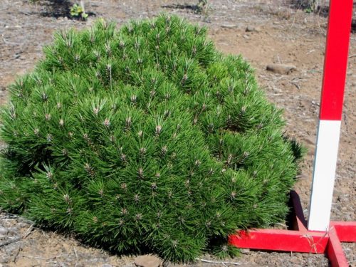 Pinus nigra 'Bambola'