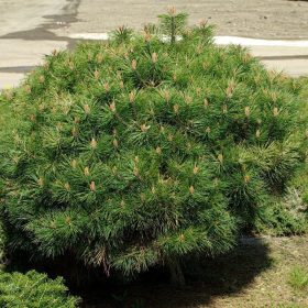 Törpe feketefenyő - Pinus nigra 'Brepo'
