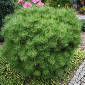 Törpe feketefenyő - Pinus nigra Karaca Bal