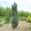 Oszlopos erdeifenyő -  Pinus sylvestris 'Fastigiata' 