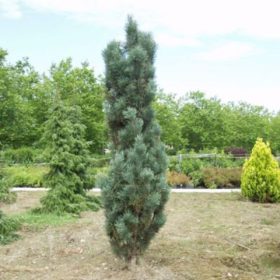   Oszlopos erdeifenyő -  Pinus sylvestris 'Fastigiata' 