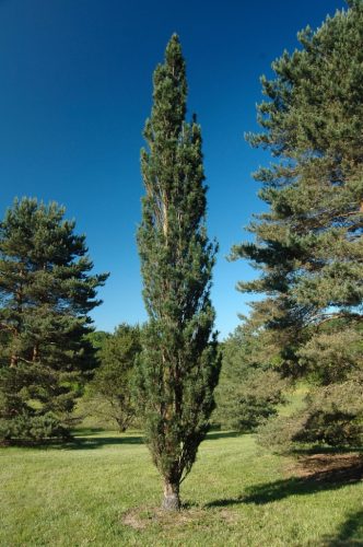 Oszlopos erdeifenyő -  Pinus sylvestris 'Fastigiata' 
