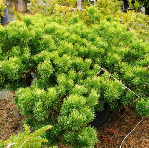 Erdeifenyő – Pinus sylvestris 'Hillside Creeper'