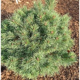 Törpe erdeifenyő - Pinus sylvestris 'Saxatilis'