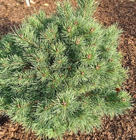 Törpe erdeifenyő - Pinus sylvestris 'Saxatilis'