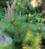 Japán feketefenyő - Pinus thunbergii 'Banshosho' 