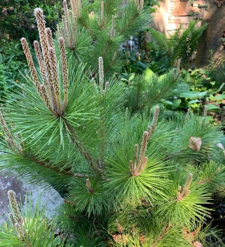 Japán feketefenyő - Pinus thunbergii 'Banshosho' 