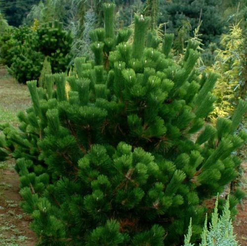 Japán feketefenyő - Pinus thunbergii 'Banshosho' 