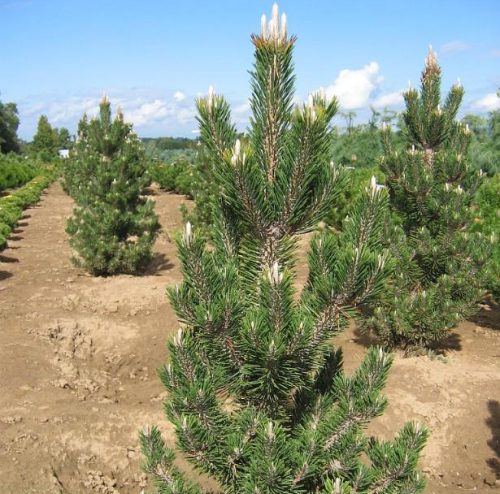 Japán feketefenyő -Pinus thunbergii 'Kotobuki'