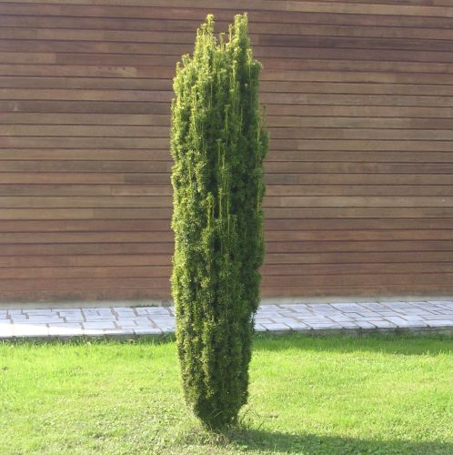 Oszlopos tiszafa - Taxus baccata ‘Barabits Express’