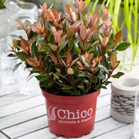   Törpe korallberkenye 'Chico’ fajta - Photinia x fraserii 'Chico'